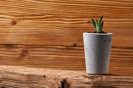 green plant in a concrete pot, creative home decorationの写真素材