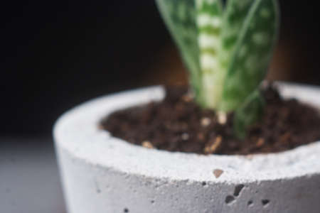 Succulents in diy concrete pot.の写真素材