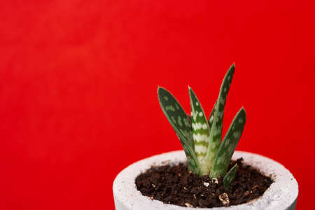 Succulents in diy concrete pot. Only planted in pots. On red background.の写真素材