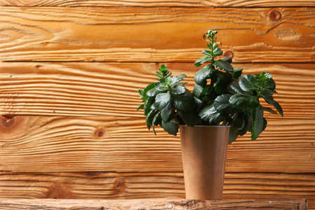 kalanchoe like concept of house plant and ecologyの写真素材