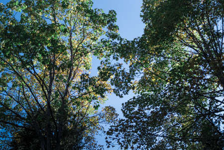 Down view of the forest with green trees and blue sky