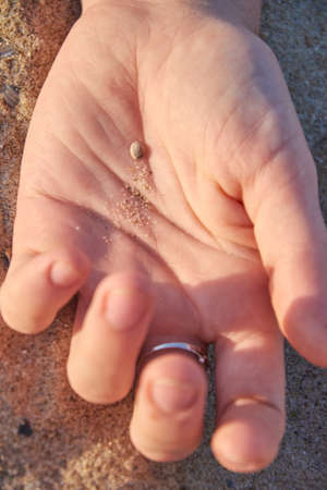 A woman s hand holding a shell by the sea