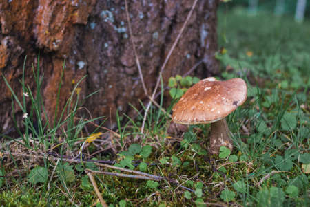Large boletus in forest, edible mushroom porcini with sun leaks effect