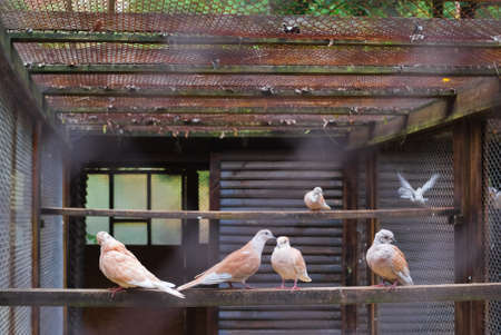 White Dove sitting on a tree branchの写真素材