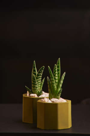 Succulents in yellow concrete pot on wooden backgroundの写真素材