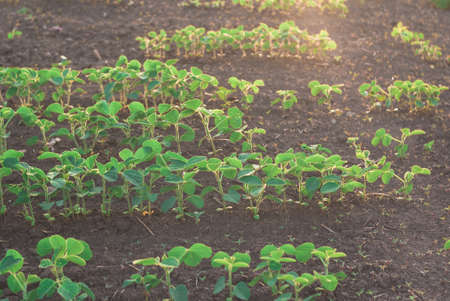 Shoots of field with green beans sprouts in sunsetの写真素材
