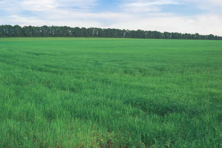 Green wheat field in sunset. Nice weather