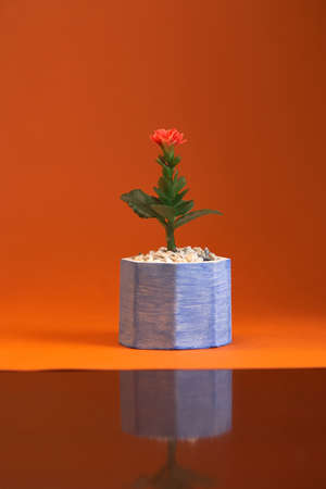 pot with plant gerbera isolated on orange background.の写真素材
