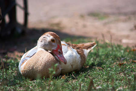 the duck warms up under the sun and sits on the groundの写真素材