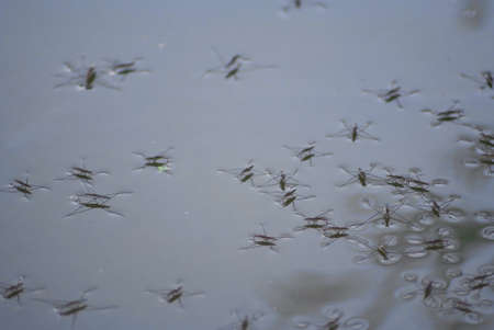 warm summer evening. beetles jump on the water.の写真素材