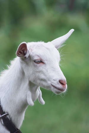 portrait of white adult goat grassing on green summer meadow field at village countryside