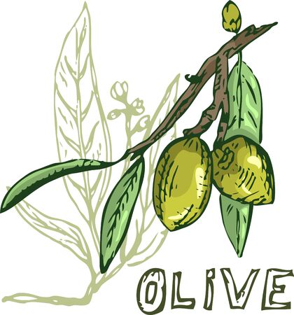 olive tree element for designのイラスト素材