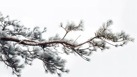 Pine tree branch isolated on white background with copy space for textの素材