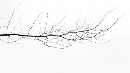 Dead tree branches isolated on white background. Branches of dead treeの素材