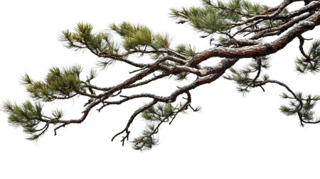 Pine tree branch isolated on white background. 3d illustration.の素材