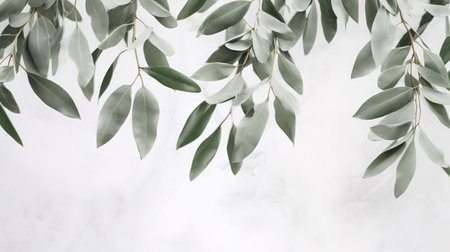 Eucalyptus leavesle background. Flat lay, top viewの素材
