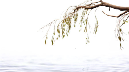 Willow branches in the water, isolated on a white background.の素材