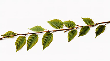 Branch with leaves isolated on white background, closeup of photoの素材