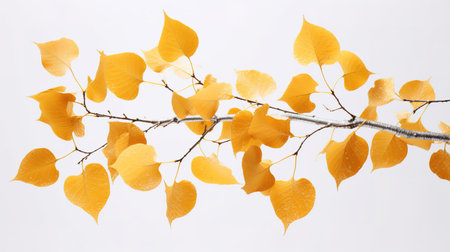 Leaves of birch tree on white background, close-upの素材