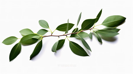 Eucalyptus branch with green leaves isolated on white backgroundの素材