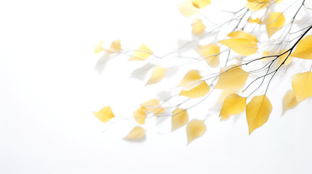 Branch with yellow leaves on a white background. Autumn background.の素材