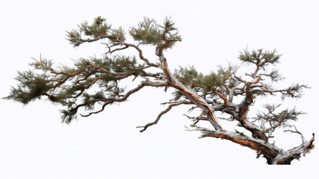 Pine tree isolated on a white background, close-up.の素材