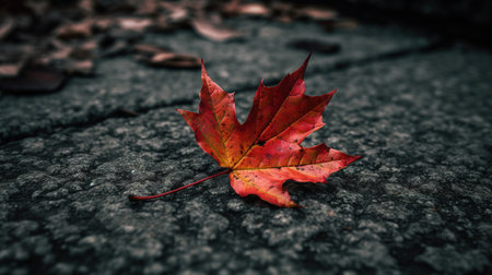 Autumn maple leaf on the ground. Selective focus. Toned.の素材