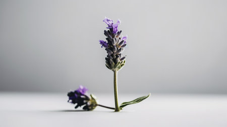 Lavender flower on a white background. Lavandula officinalis.の素材