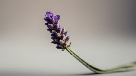 Lavender flower on a gray background. Selective focus.の素材