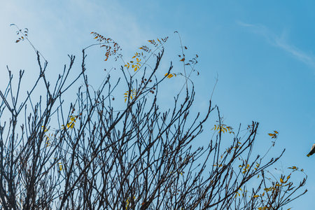 Tree branches without leaves against the blue sky, closeup of photo
