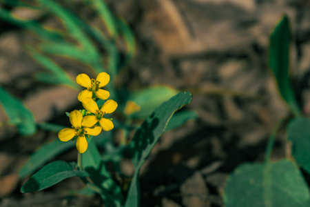 Close up of small yellow flowers with green leaves in the background.の写真素材