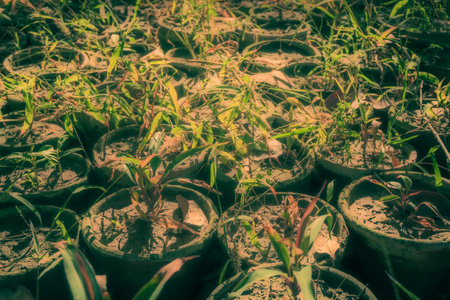Little seedlings in peat pots with filter effect retro vintage styleの写真素材