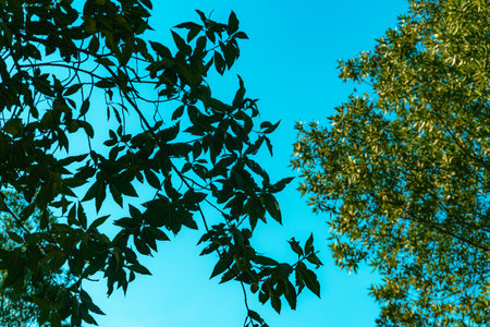 Green leaves of trees against the blue sky in the forest. Natural background.の写真素材