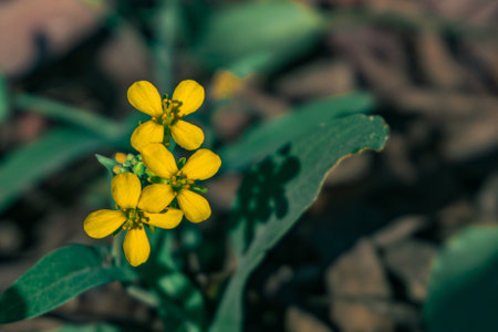 Close up of a small yellow flower in the middle of the forestの写真素材