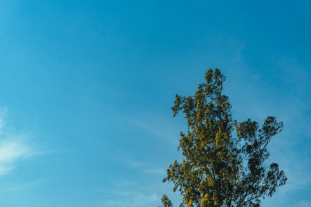 Silhouette of eucalyptus tree on blue sky backgroundの写真素材