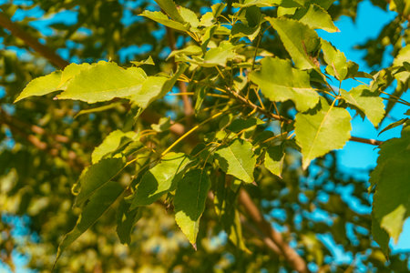 Green leaves on a tree against the blue sky. Natural background.の写真素材