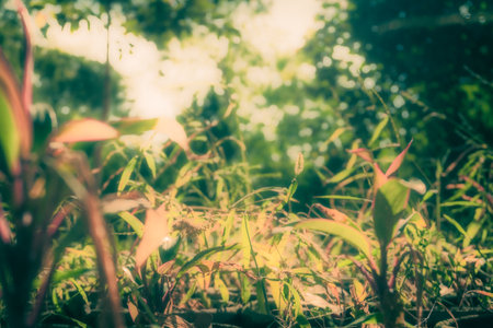 Closeup of green leaves in the garden with sunlight - Vintage Filterの写真素材
