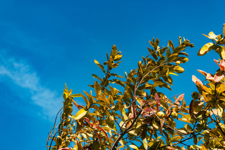 Closeup of green leaves with blue sky background,Thailand.