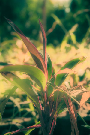 Bromeliad in the garden with filter effect retro vintage styleの写真素材