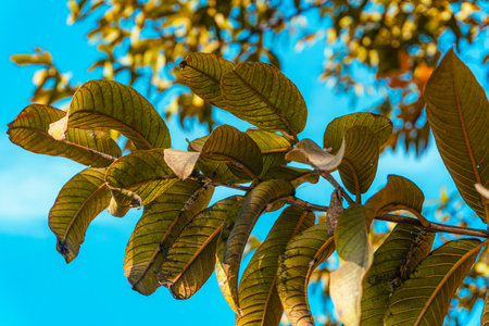 Close up of green frangipani leaves on blue sky backgroundの写真素材