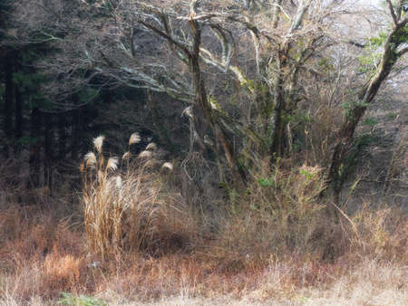 The mild tones of early springの写真素材