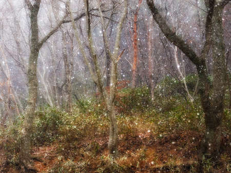 Begins snow fall upon a wood winter's hour.の写真素材
