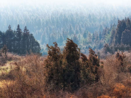 Overlooking a vast forest.の写真素材