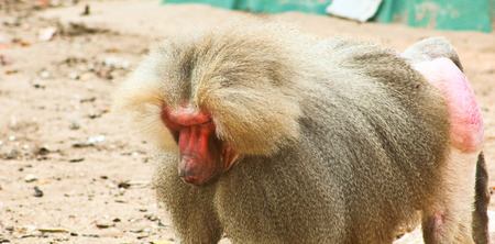 Baboon Monkey chilling in the zooの写真素材