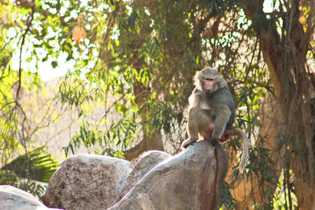 Baboon Monkey chilling in the zoo
