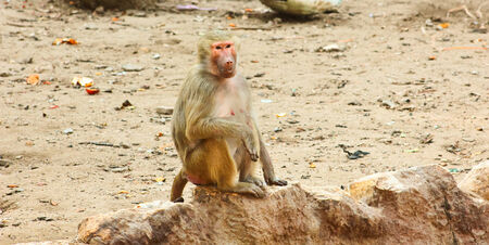 Baboon Monkey chilling in the zooの写真素材