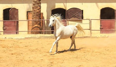 Arabian Horse in a sandy ranch/ featuring Arabian Horse in a sandy field in sunny dayの写真素材