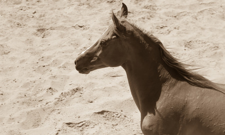 Arabian Horse in a sandy ranch/ featuring Arabian Horse in a sandy field in sunny dayの写真素材
