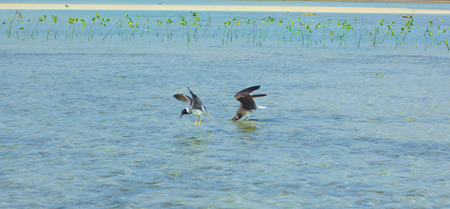 Seagulls flying and Fishing by the sea side with the background of the ocean and the blue sky