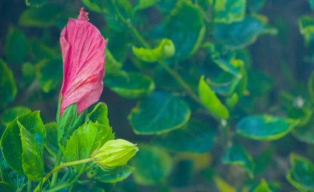 Beautiful Spring Flowers Blooming under the Sun, Different Types of Flowers in a Green Gardenの写真素材